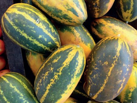 Yellow Cucumber/Vallerika 450g to 500g
