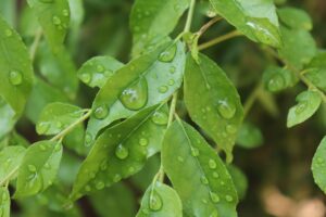 Fresh Curry Leaves 45-50g