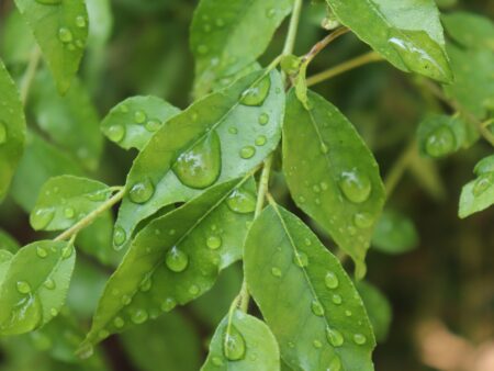Fresh Curry Leaves 45-50g