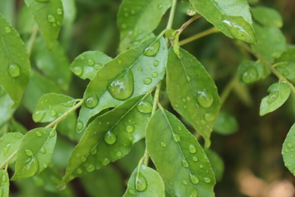 Fresh Curry Leaves 45-50g