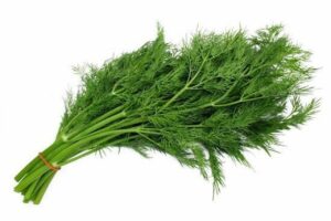 Dil leaves Fresh