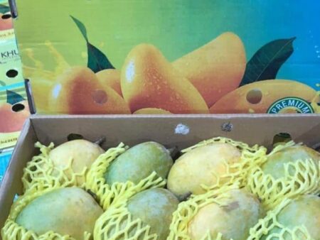 Kay bee kesar mango 3 kg ( Approx) 11 to 12 pieces