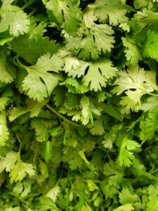 Fresh Corriander 1 Bunch