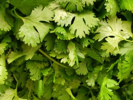 Fresh Corriander 1 Bunch