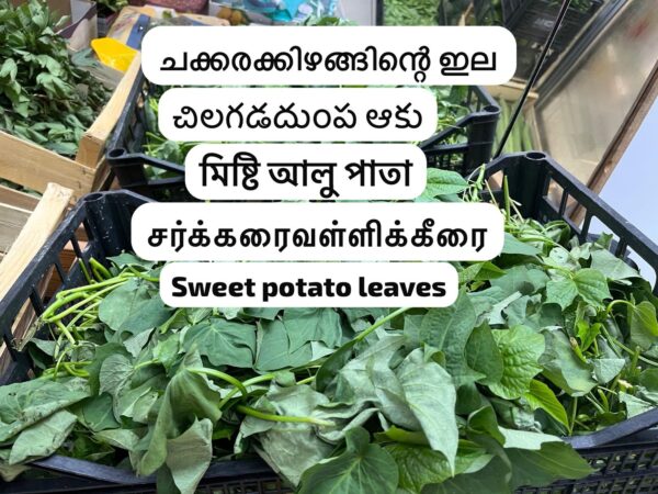 Sweet potato leaves 450g- to 500 g