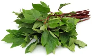 SORREL LEAVES (GONGURA) 450 g to 500 g