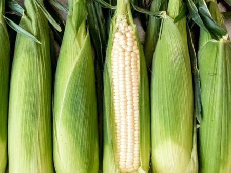 Corn cob 1 piece