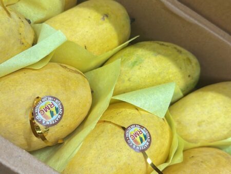 Honey mangoes Chausa 3 kg net Box
